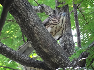 鳳頭蒼鷹/無限台南