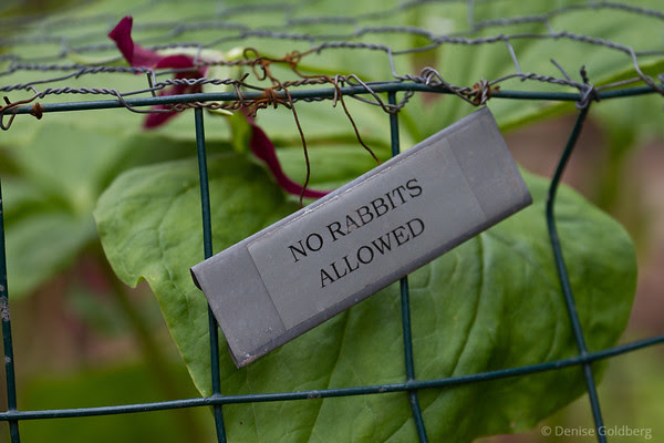 cages to protect flowers, no rabbits allowed
