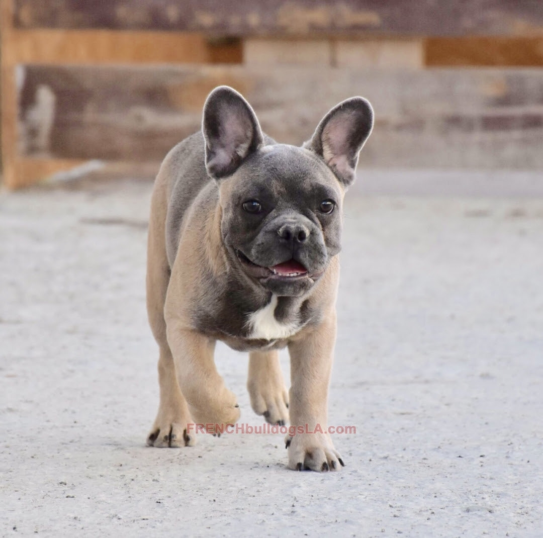 47 Top Pictures Do French Bulldogs Shed Much - Do French Bulldogs Shed ...