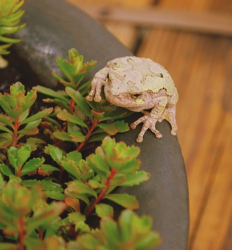 Frog bowl 2