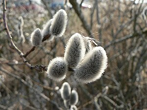 English: Pussy willow from Turku Finland. Suom...
