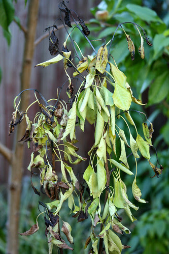 fire blight
