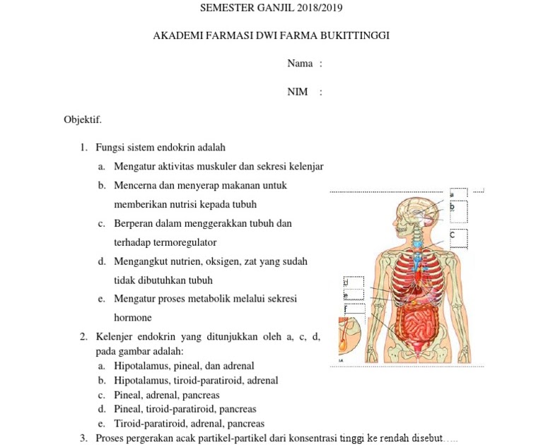Soal Fisiologi Sistem Endokrin Galeri Siswa