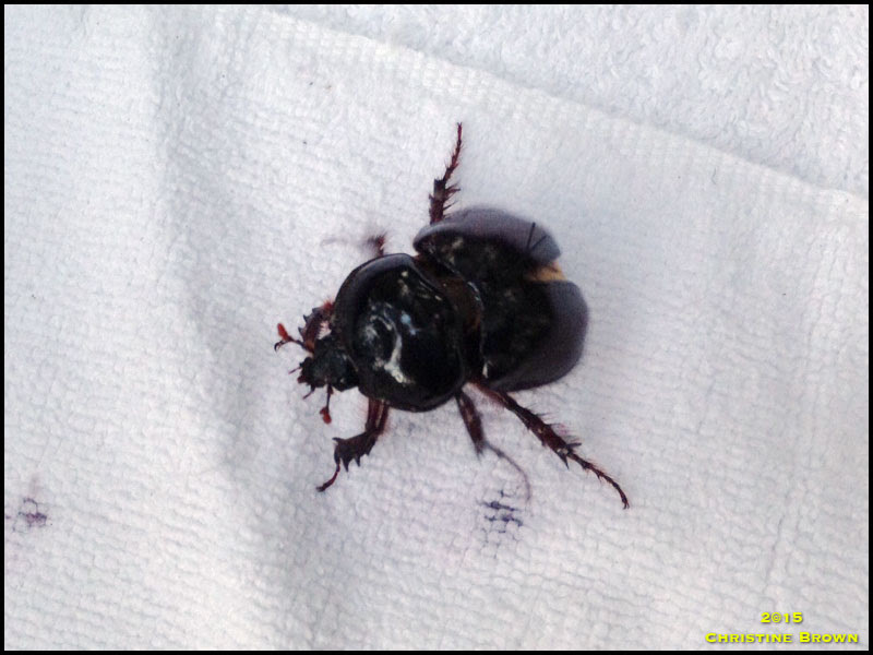 Beetle Beetle