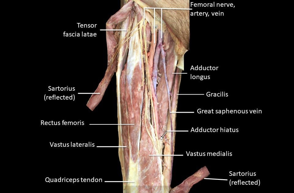 Left Hip Muscles Anatomy - Muscle Anatomy Of The Hips Buttocks