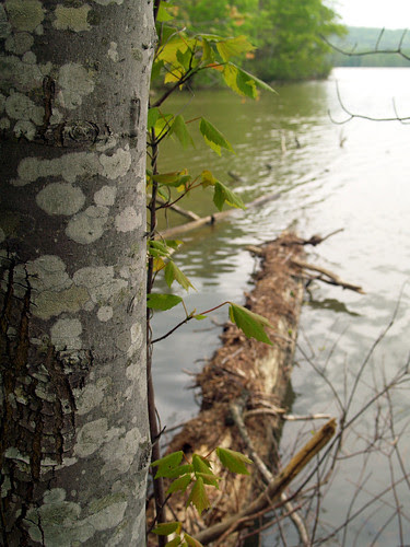 Cove Lake