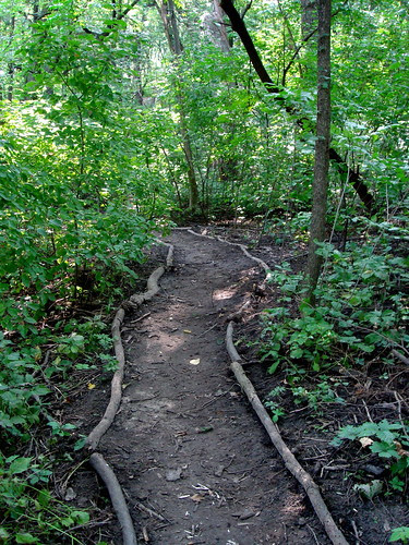 Wooded path by Lake Mendota