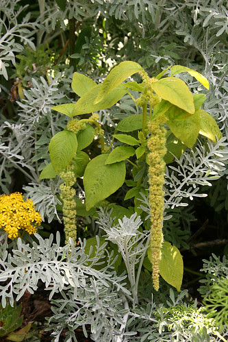 amaranthus viridis and centaurea gymnocarpa