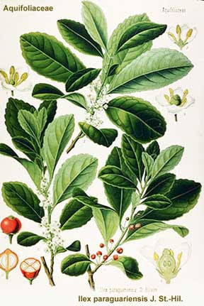 Ilex paraguariensis, the mate plant