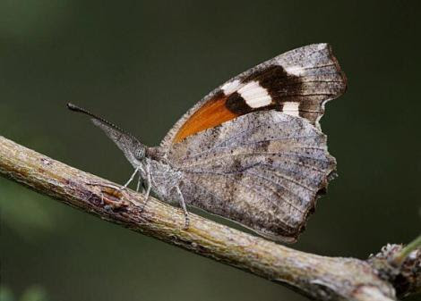 Por: Learn about butterflies