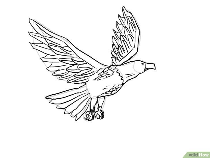 Sketsa Gambar Elang Yang Mudah - Contoh Sketsa Gambar