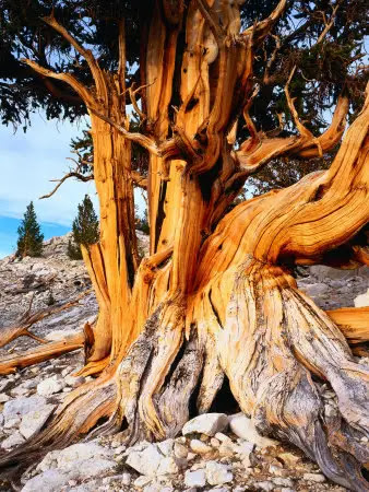 Original Facts: Oldest Tree in the World Facts -Animal Facts