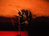 Free Image Hosting at www.ImageShack.us