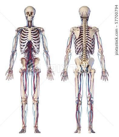 Diagram Of Human Body Front And Back - Diagram Media