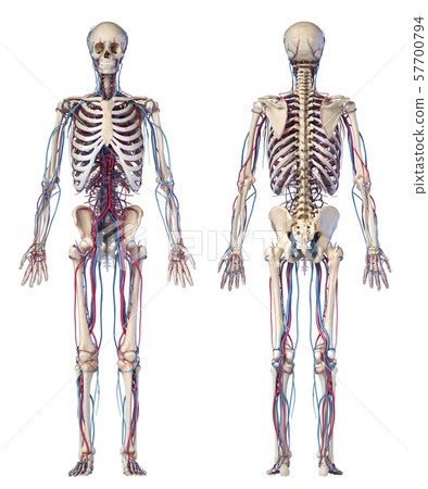 Diagram Of Human Body Front And Back - Diagram Media