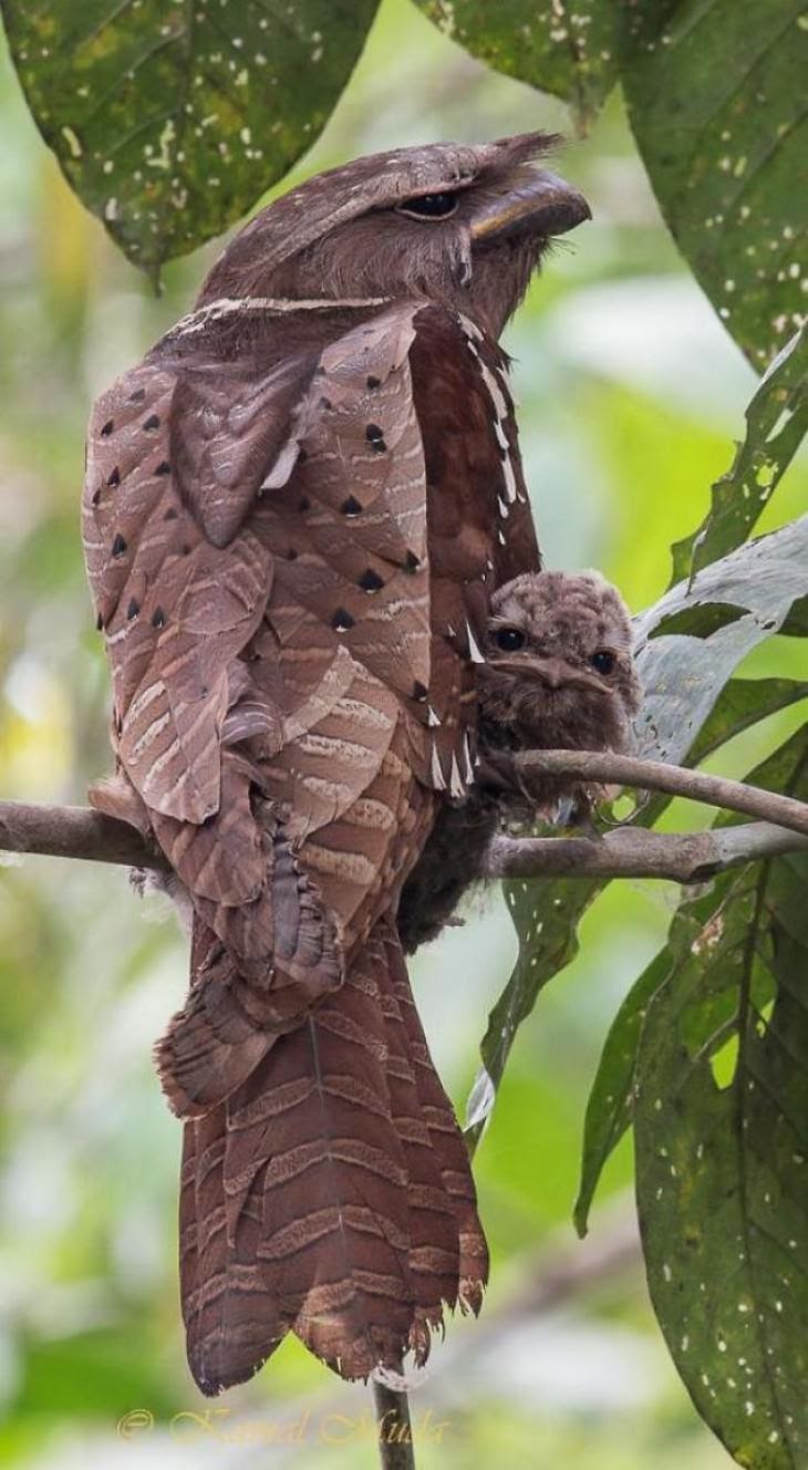 15. Malaysian Large Frogmouth And Her Baby