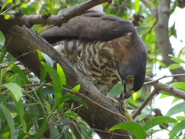 鳳頭蒼鷹/無限台南