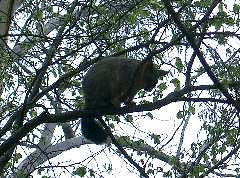Floriade resident possum