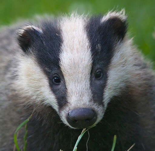 Small Mammals Uk - Pets Lovers
