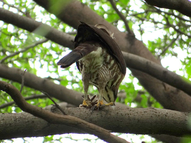 鳳頭蒼鷹/無限台南