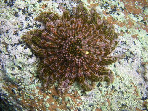 Sea Star