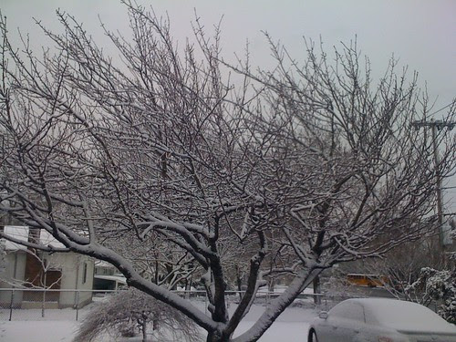 snow on my birthday
