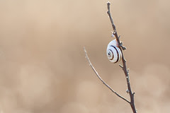 arsura arsura