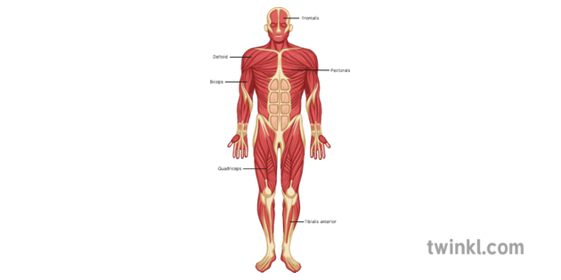 Labelled Muscular System Front And Back - Muscles labeled front and
