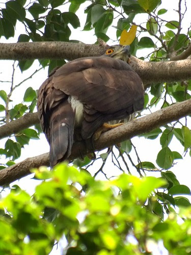 鳳頭蒼鷹/無限台南