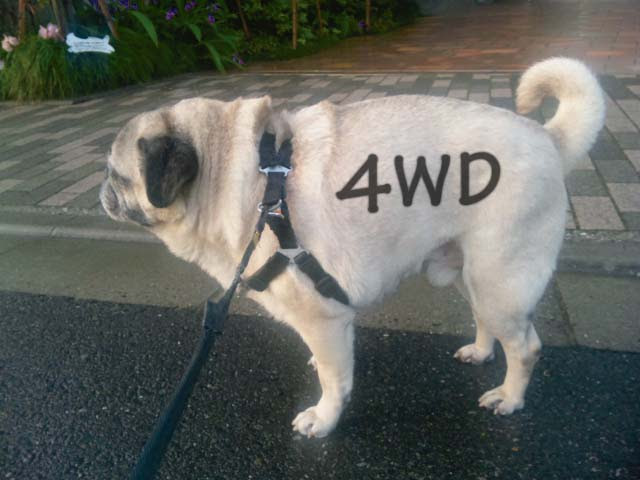 ユニーク 4wd 犬 がじゃなたろう