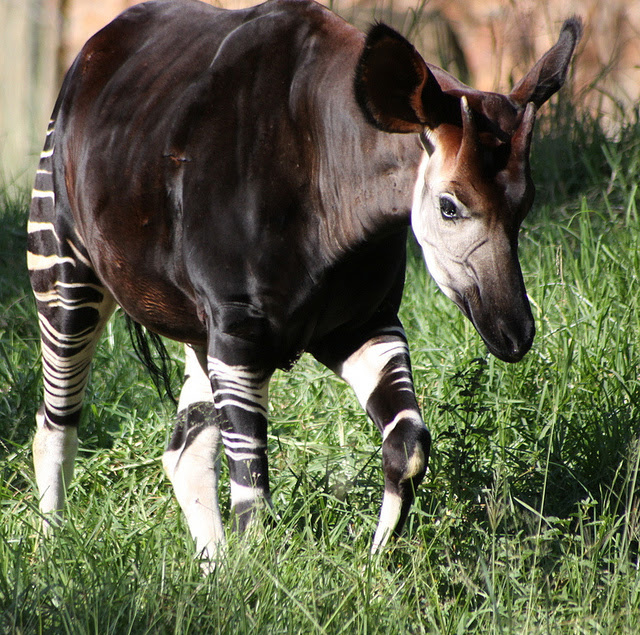 Perierga.gr - Okapi