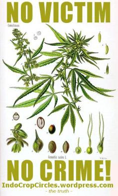 Belum pernah ada penderita dan manusia yang mati akibat efek langsung dari ganja.