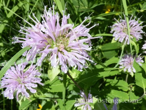 monarda