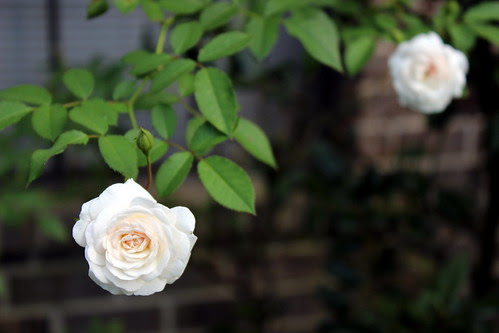 White Roses