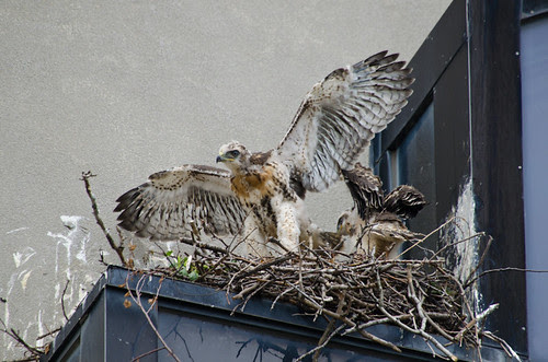 Chick Flapping its Wings