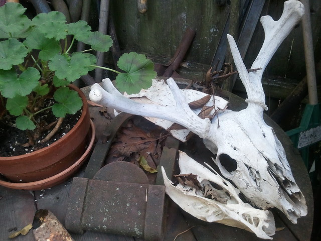 Anns yard