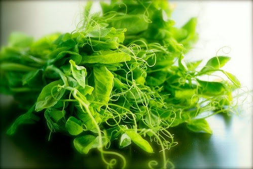 Buy A Harp >> Food Blogga: How to Buy, Store and Cook with Pea Shoots Buy A Harp >> Food Blogga: How to Buy, Store and Cook with Pea Shoots