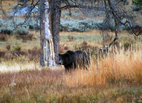 Grizzly