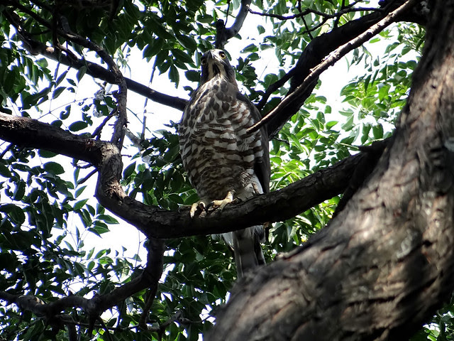 鳳頭蒼鷹/無限台南