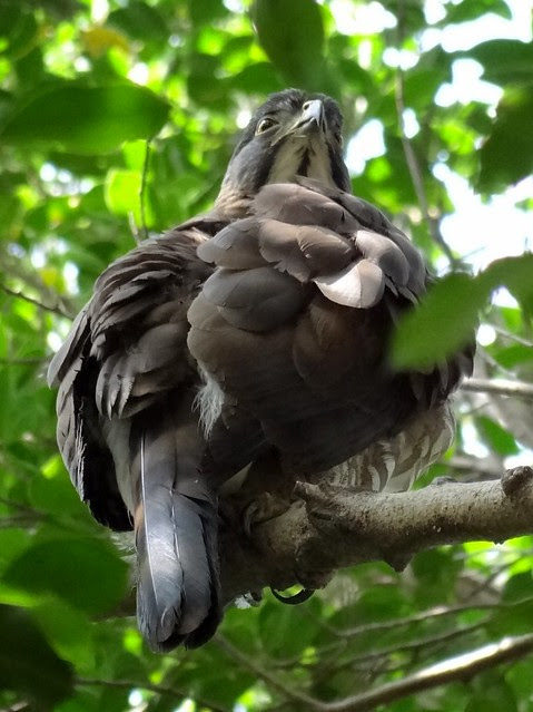 鳳頭蒼鷹/無限台南