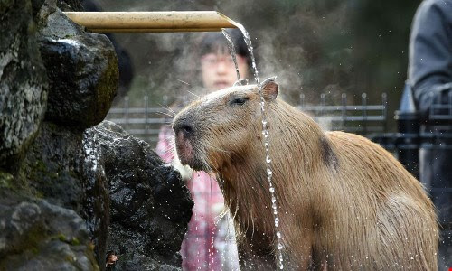 Nhật Bản: Chuột khổng lồ tắm nước nóng thơm gây sốt mạng - 7