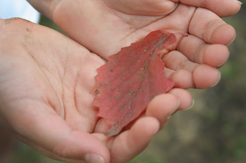 fall