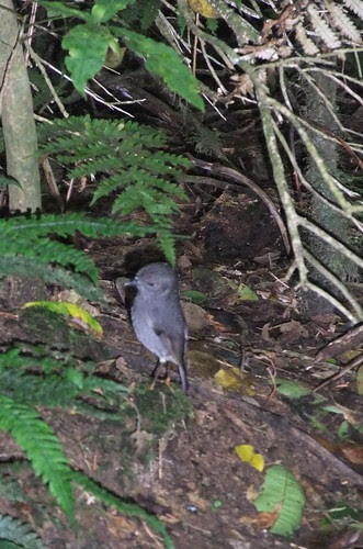 NZ robin