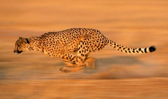 すべての動物画像 綺麗なチーター より 速い 動物