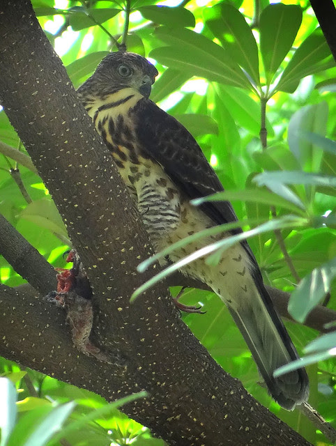 鳳頭蒼鷹/無限台南