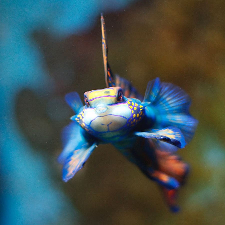 Рыбка мандаринка Mandarinfish 10 Рыбка мандаринка