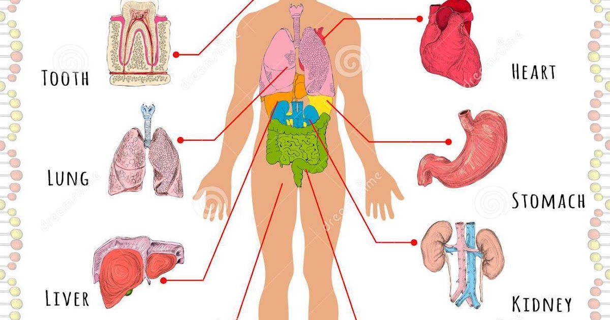 Body Parts Diagram - 10 Human Body Systems Labeled Diagram