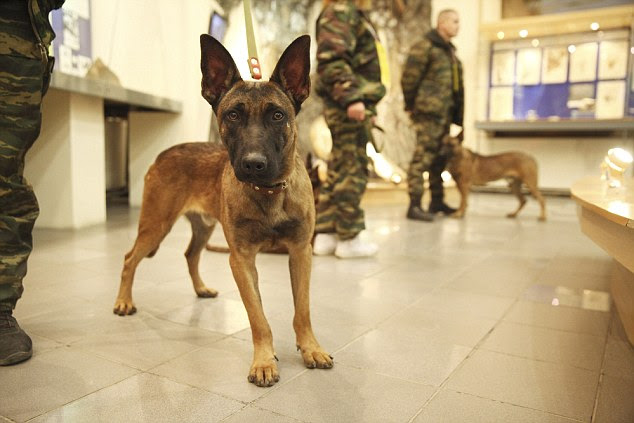 Russland Hunde / streunerhunde in russland Bing Bilder Hund und