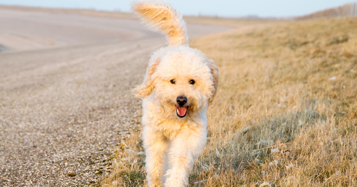 Doodle Hund Mini cyeiron