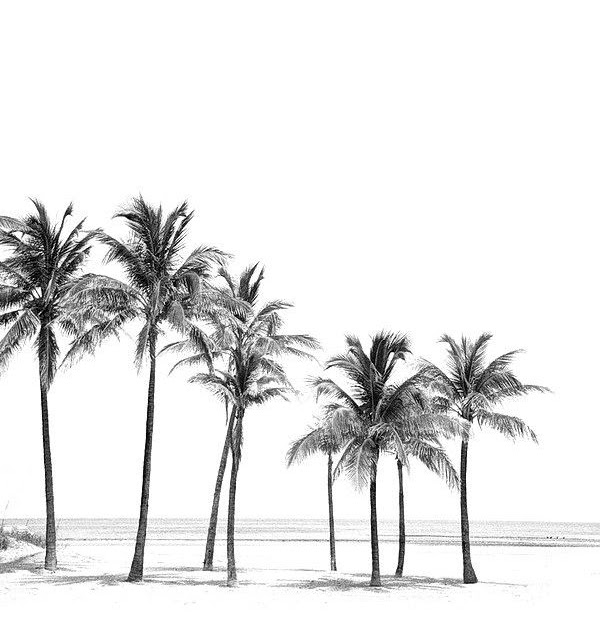 White Palm Tree Iphone Wallpaper - Free 4K Wallpaper